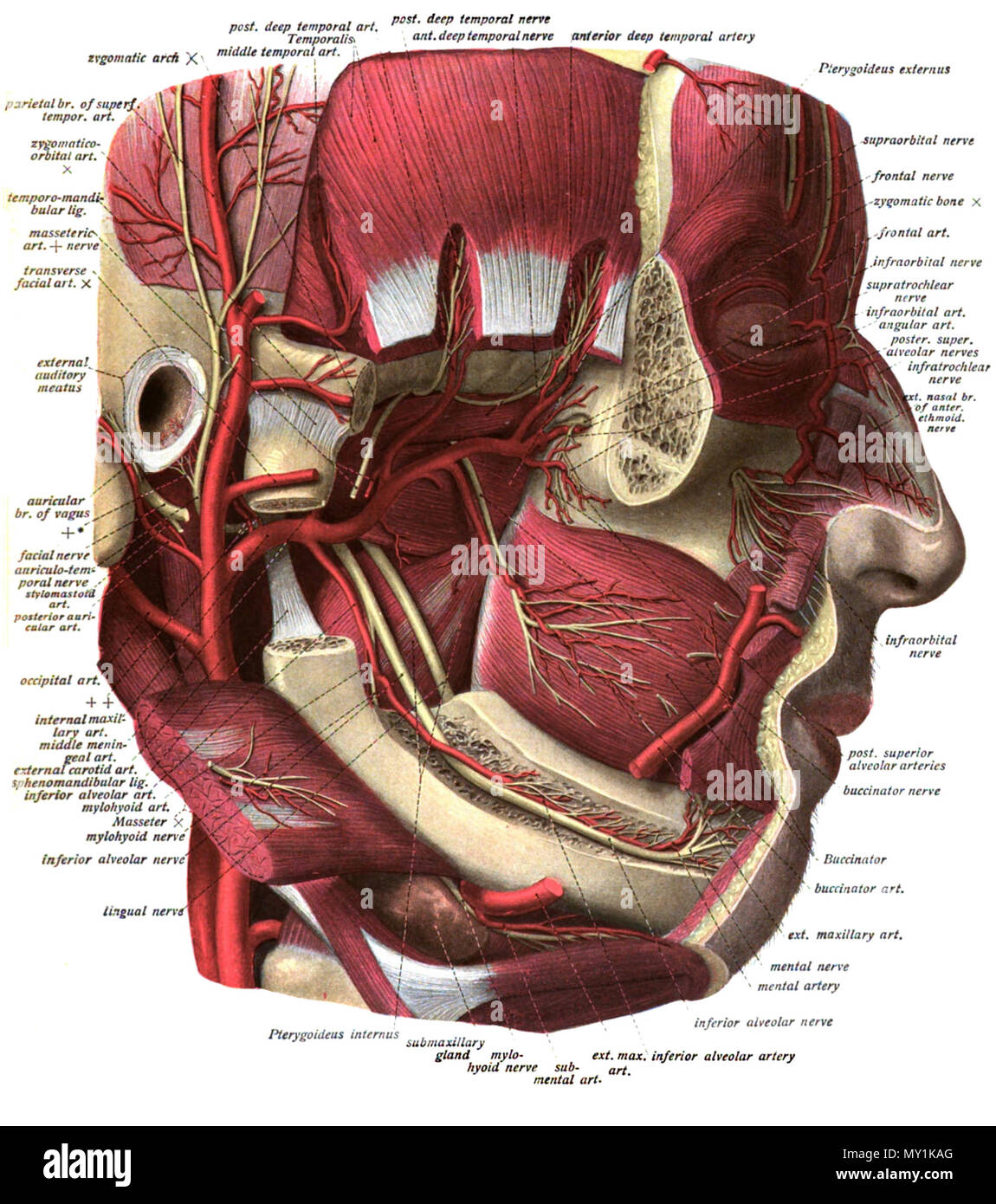 . Anglais : Une illustration anatomique de l'édition 1908 de l'Atlas Sobotta d'anatomie humaine . 22 octobre 2013, 00:36:19. M. Simoneau 494 Sobo 1909543 Banque D'Images