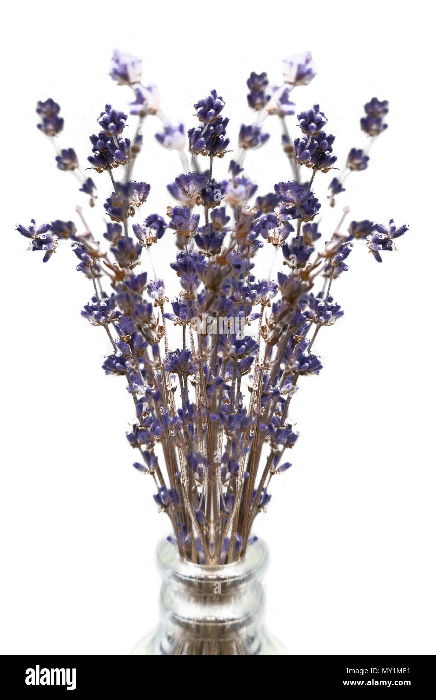 Pourpre violet fleurs de lavande séchées dans un vase de verre Banque D'Images