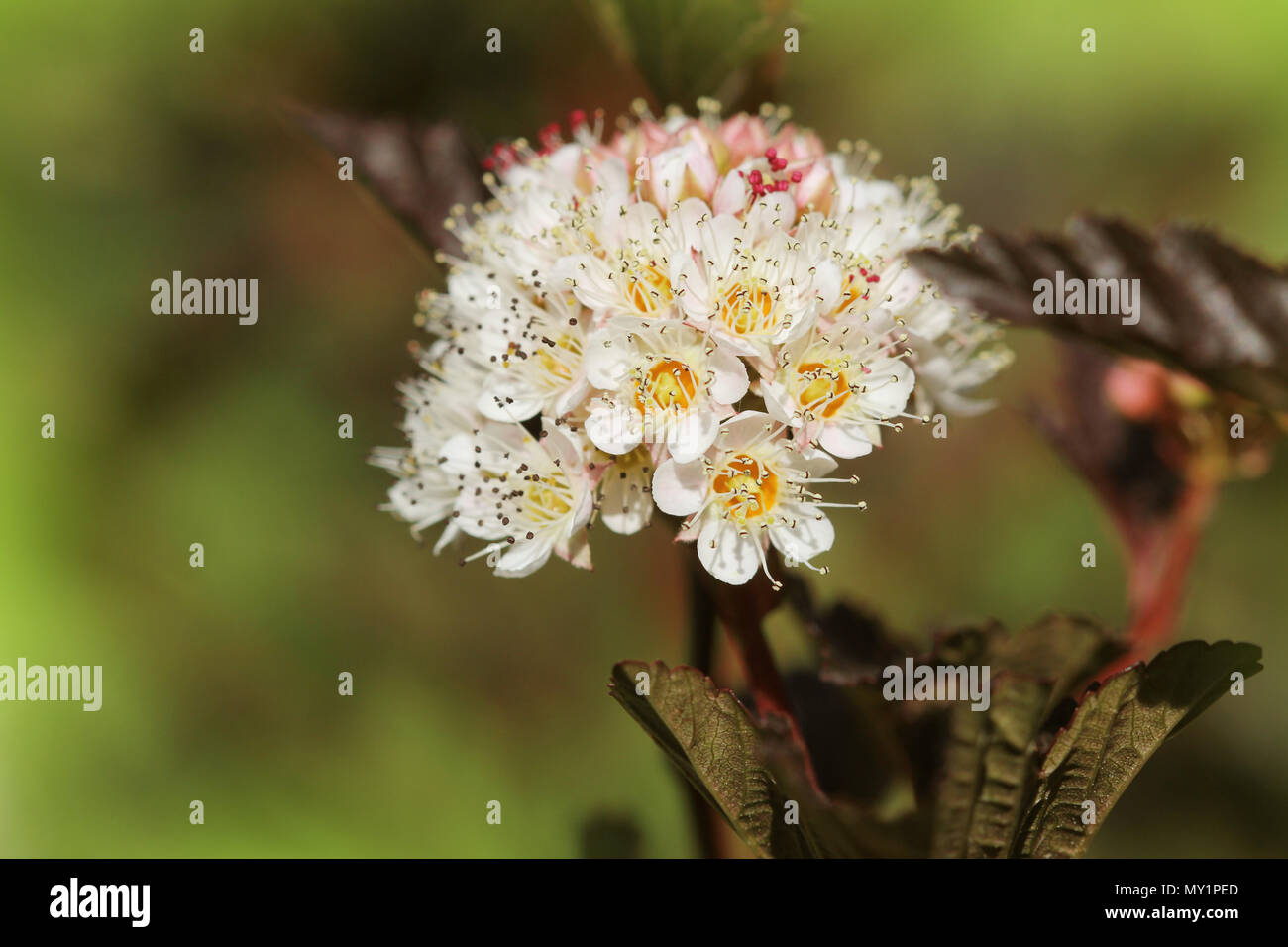 Les fleurs de l'Est de l'physocarpe à feuilles pourpres Banque D'Images