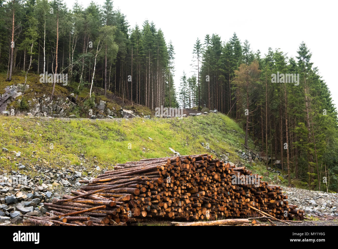 Les piles de journaux le long de la route forestière Banque D'Images