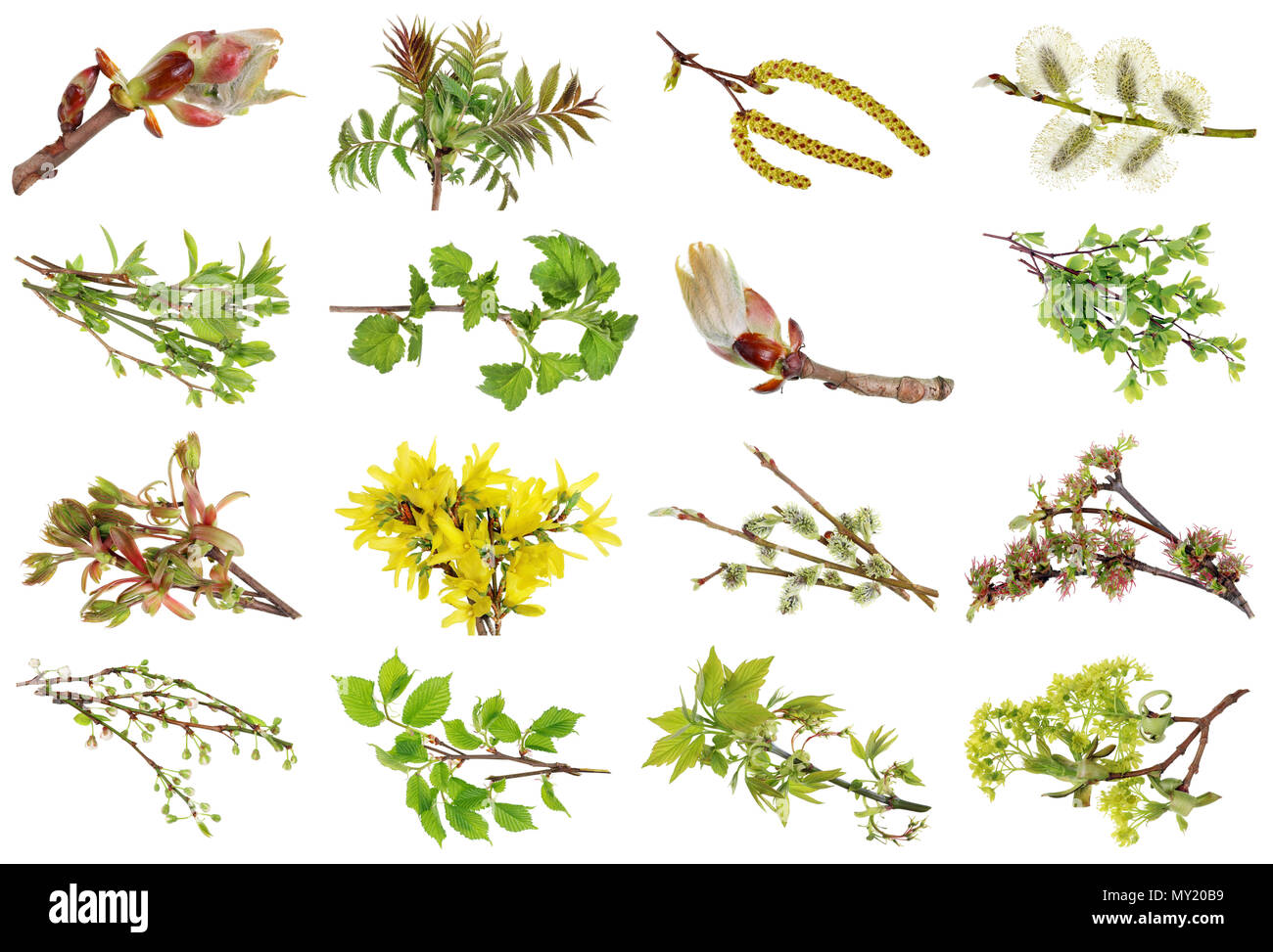 Européen de printemps Avril plantes et fleurs sauvages. Studio de prises de vue macro. Les images intégrales trouver dans mon portefeuille Banque D'Images
