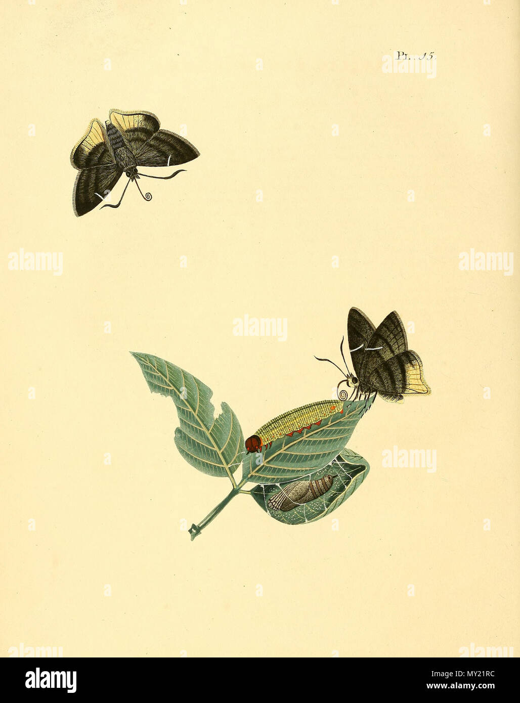 Astraptes Anaphus Banque D Image Et Photos Alamy Porphyrogenes boliva evans, 1952 venezuela. alamy