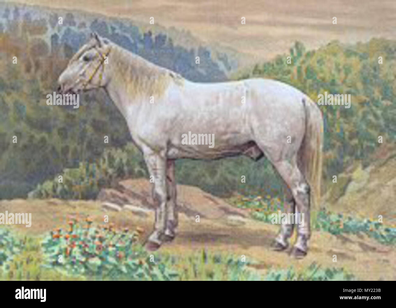 . English : Serko 14 ans 1m37. Cheval hongre de la race des chevaux élevés par les Cosaques de l'Amour (d'origine Mandchoue). Serko dans l'étude de L. de Simonoff et de J. de Moerder sur les chevaux russes éditée par La Maison Rustique en 1894 . 1894. L. de Simonoff et J. de Moerder 482 Serko-cosaque-amour Banque D'Images