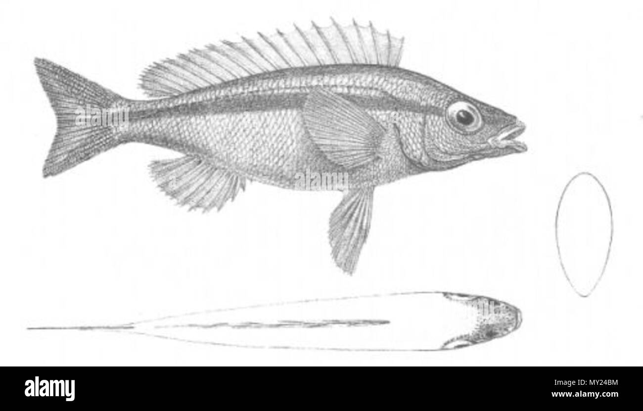 . Il s'agit d'une image intitulée "maris porosus' du volume 1 de John Lort Stokes' livre 1846 Découvertes en Australie. L'espèce décrite est maintenant connu comme Pentapodus vitta. 1846. 'Drawn sur pierre par W. Mitchell. Hullmandel & Walton lithographes.' 493 Smaris porosus (découvertes en Australie) Banque D'Images