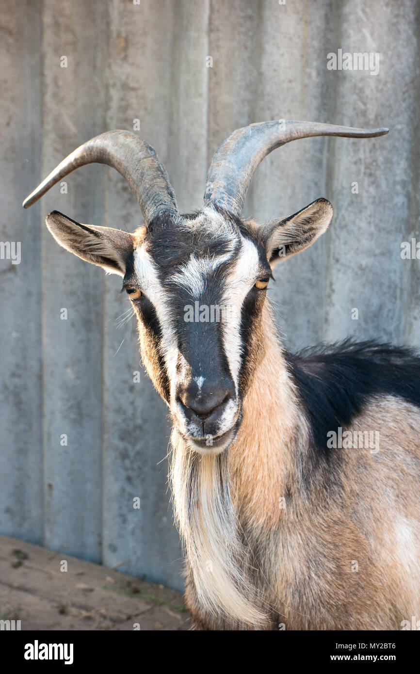 Portrait d'une belle chèvre Alpine regardant la caméra Banque D'Images