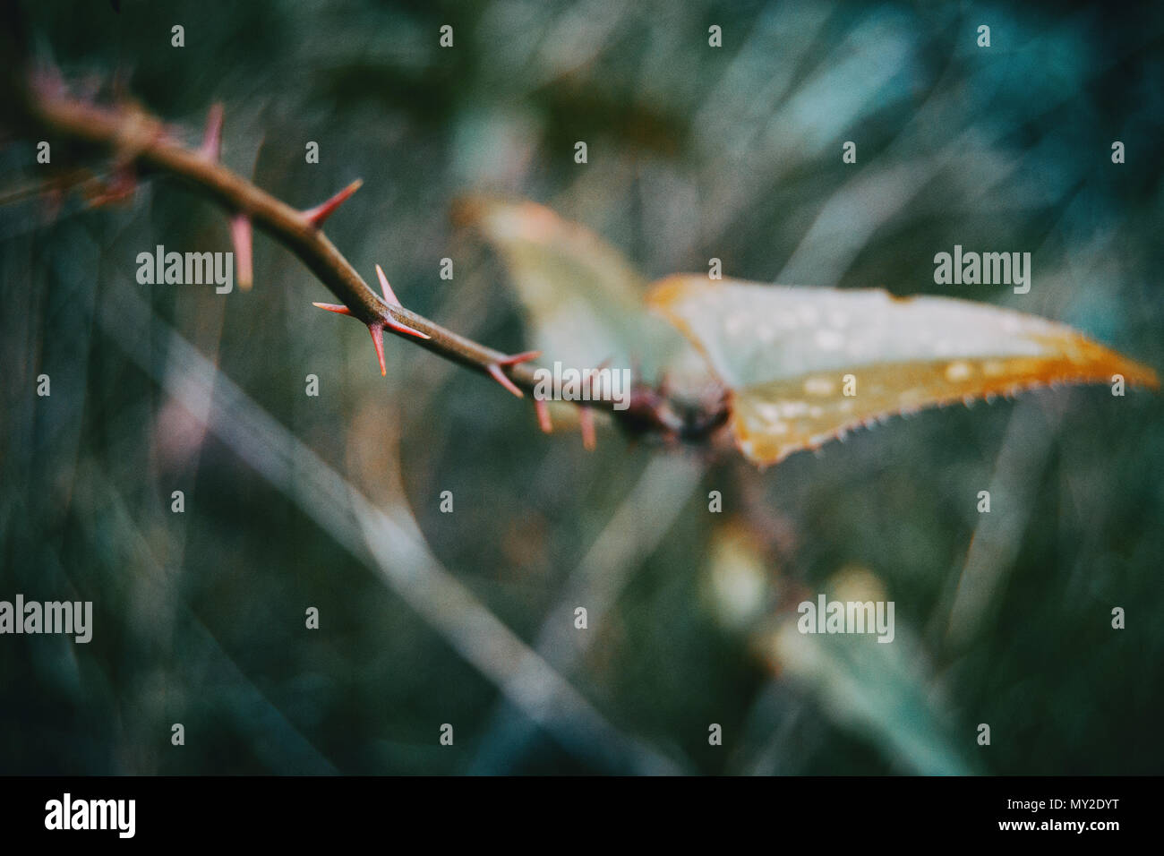 Smilax aspera plante grimpante à feuilles en forme de coeur avec la nature Banque D'Images