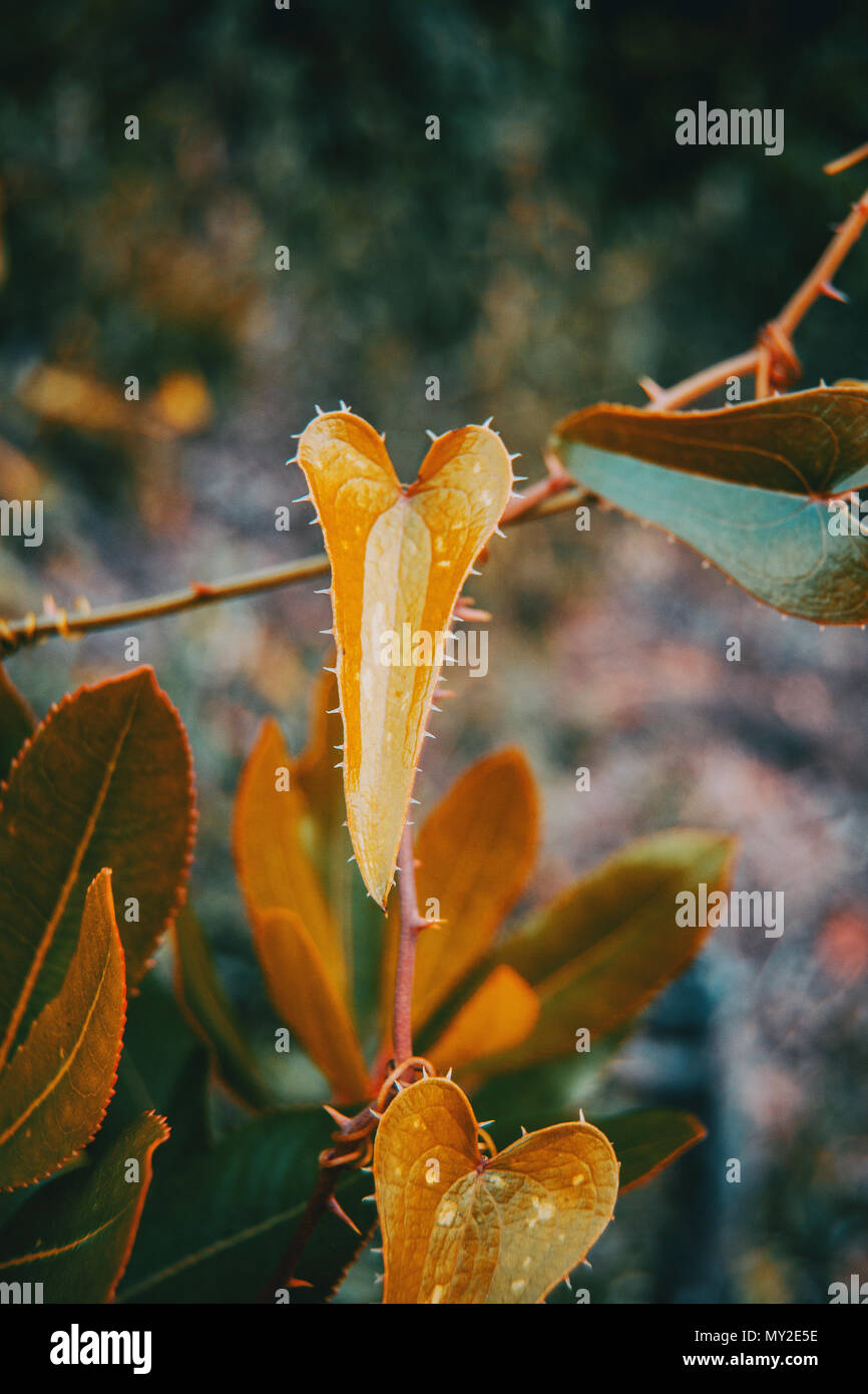 Smilax aspera plante grimpante à feuilles en forme de coeur avec la nature Banque D'Images