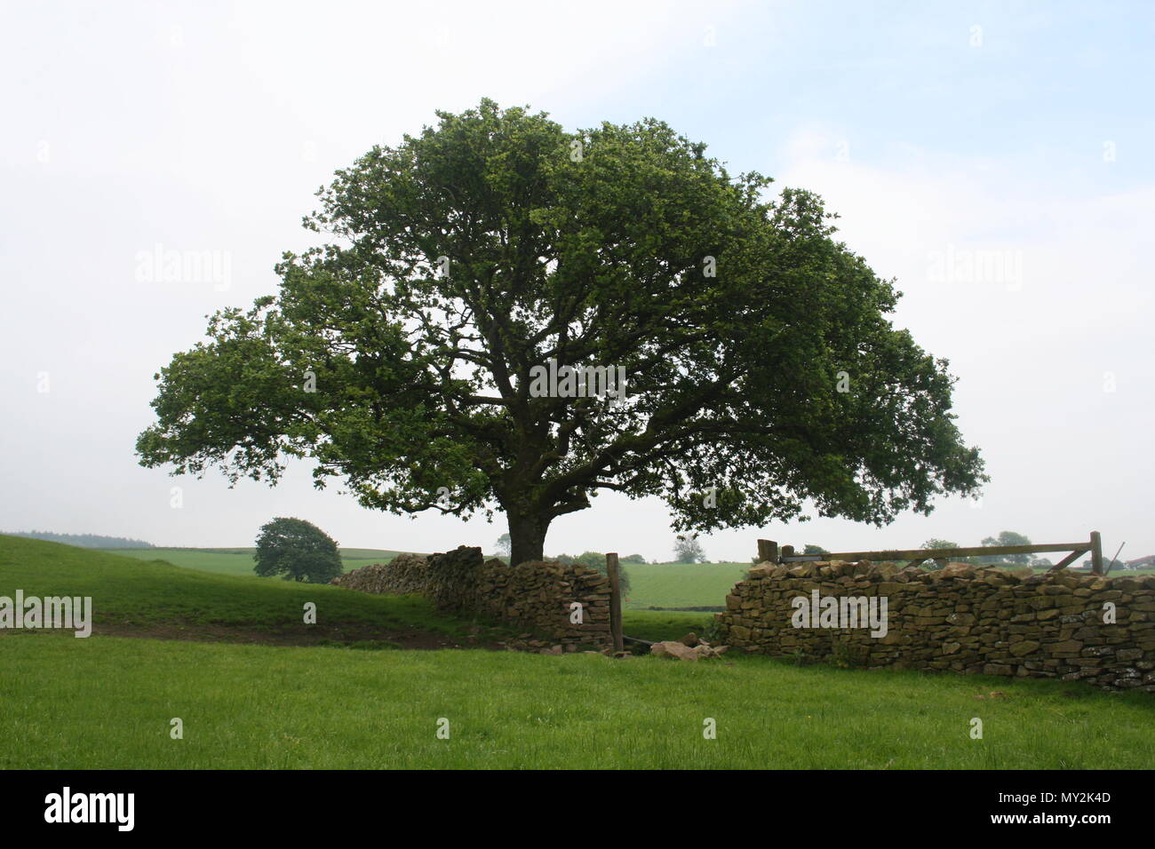 The shawshank redemption tree Banque de photographies et d’images à