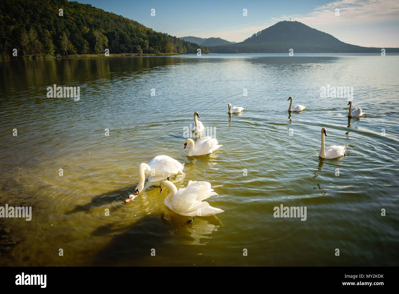Les combats dans un lac des cygnes Banque D'Images