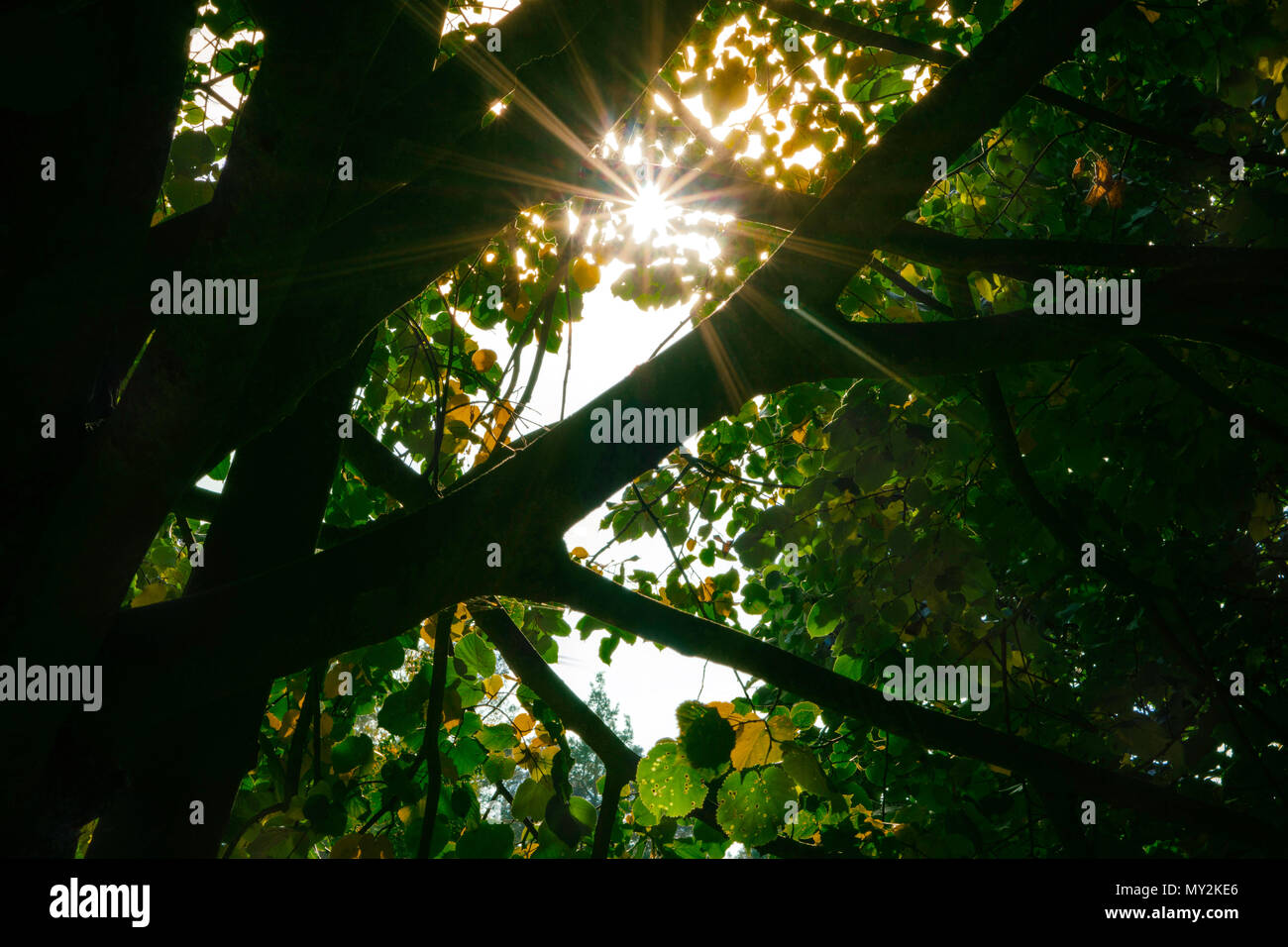 Le soleil brille à travers les branches d'un arbre Banque D'Images