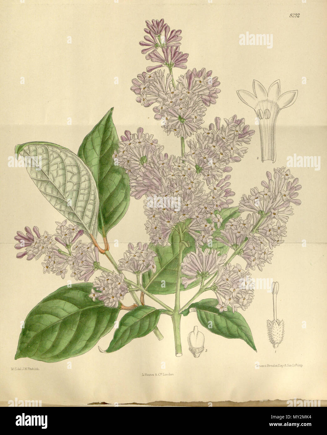 . Syringa bretschneideri ( = Syringa villosa subsp. villosa), Oleaceae . 1910. M.S. del., J.N.Fitch lith. 510 136-8292 Syringa bretschneideri Banque D'Images