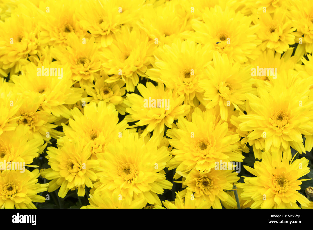 Chrysanthème jaune fleur fond marguerite jaune, Motif fleurs bloom. Banque D'Images