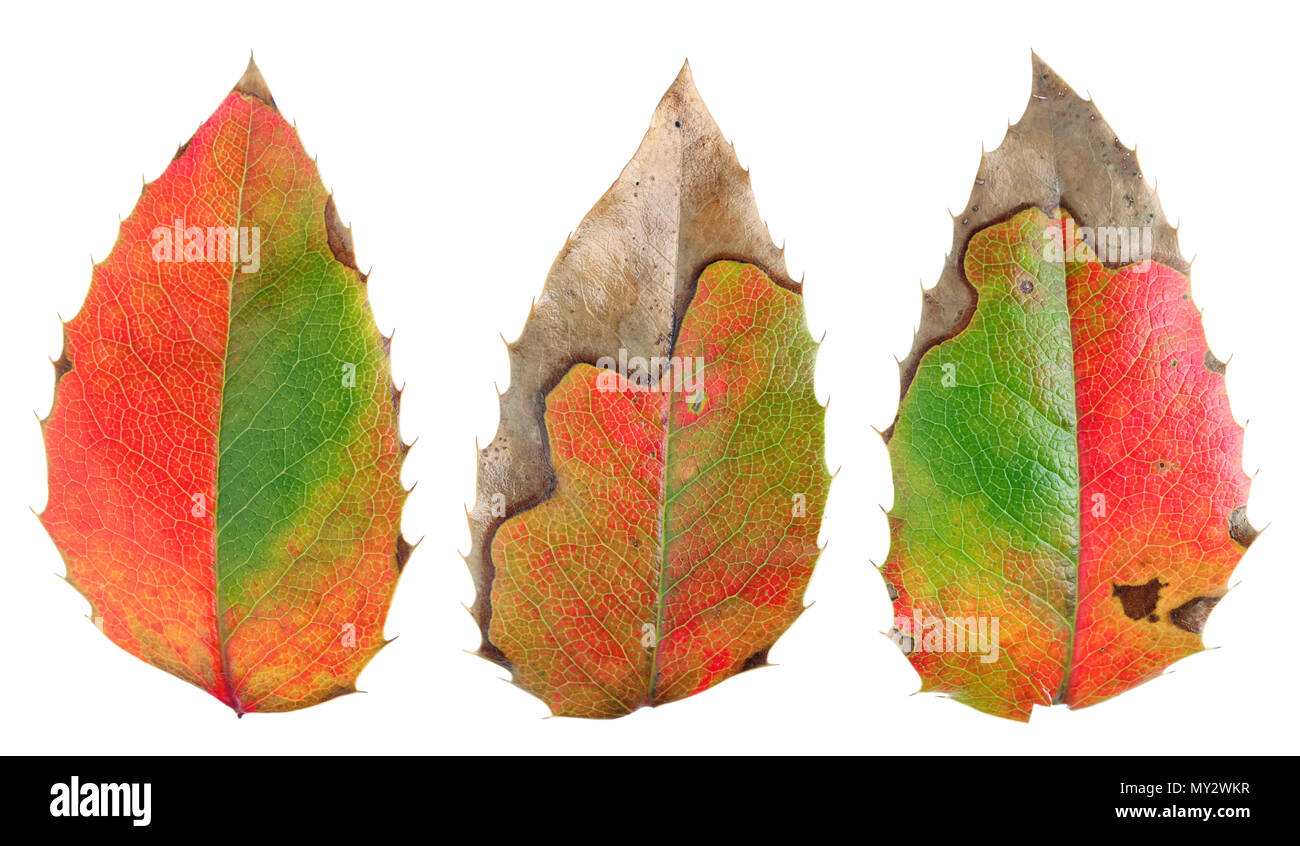 Les feuilles de houx sont endommagés par les gelées d'hiver et peints dans des couleurs vert et rouge. Isolé sur blanc macro studio real Banque D'Images