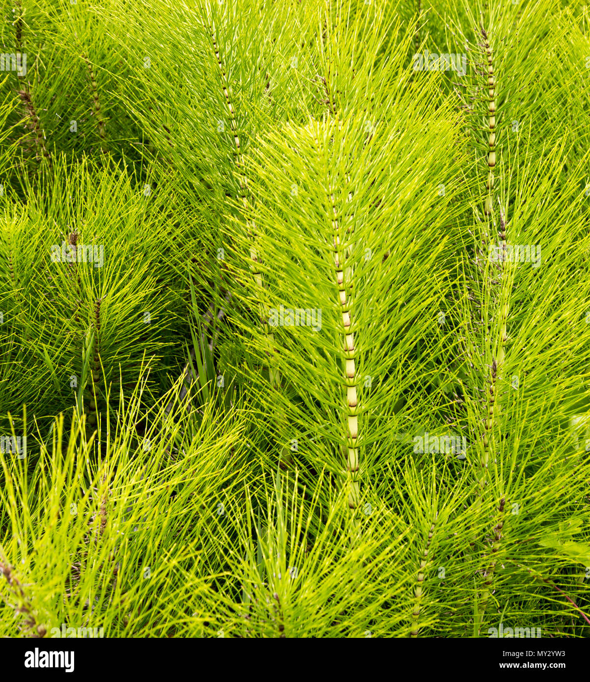La prêle Equisetum arvense plante commune, Suffolk, Angleterre, RU Banque D'Images