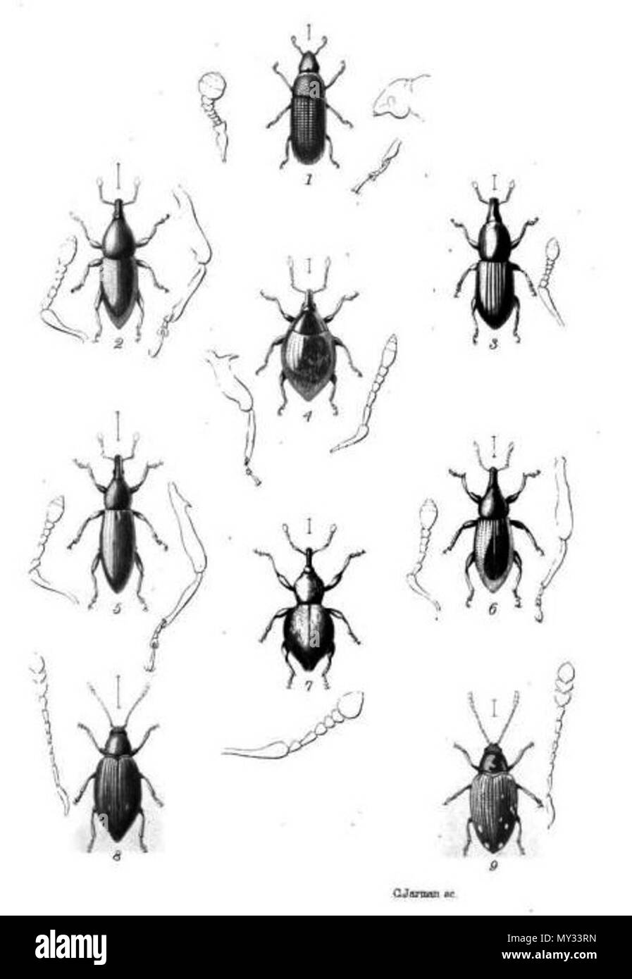. Anglais : Plaque pour illustrer le travail de Thomas Vernon Wollaston, le biologiste (entomologiste) . 1878. Thomas Vernon Wollaston 567 Thomas Vernon Wollaston 1877 bugs Banque D'Images