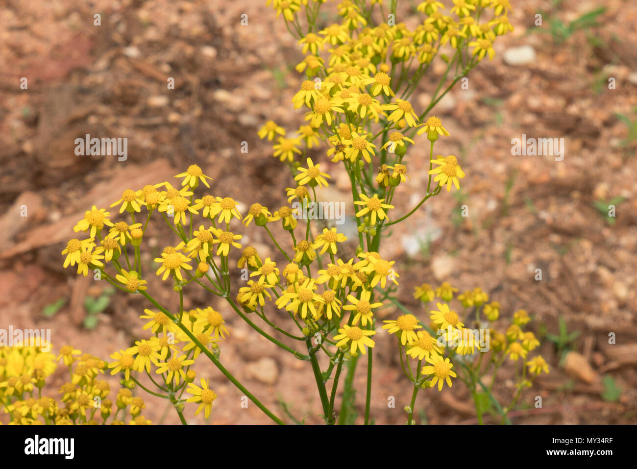 Cette fleur, Packera glabelle, est l'un de plusieurs plantes communément appelé butterweed. Elle est originaire d'Europe centrale et sud-est de l'Amérique du Nord. Banque D'Images