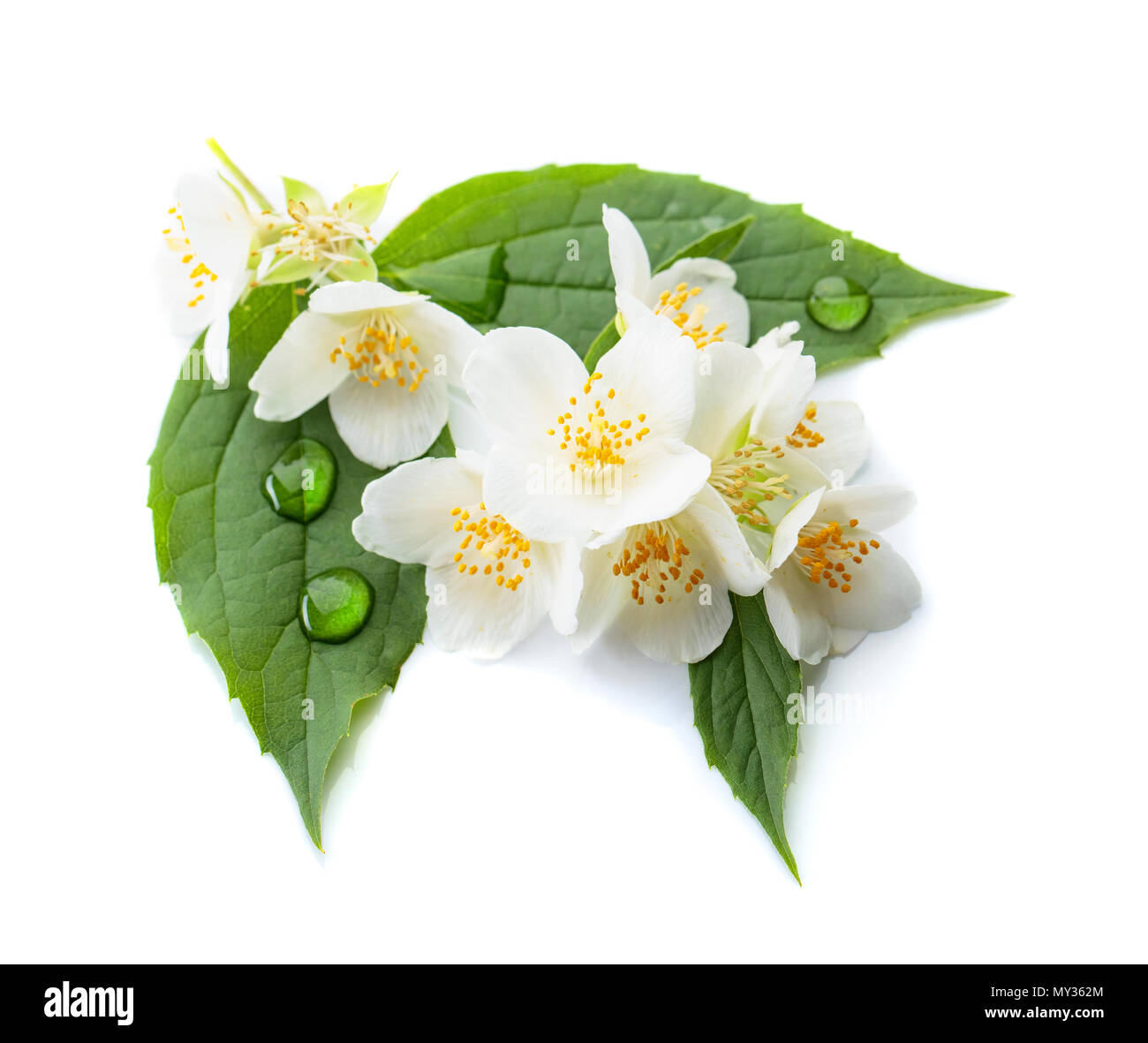 Succursale de blooming jasmine à gouttes d'eau sur une feuilles. Isolé sur fond blanc. Banque D'Images