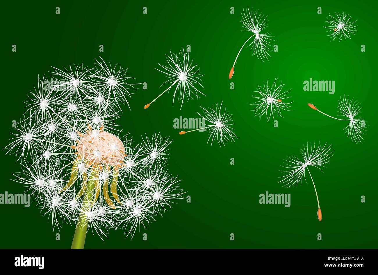 Le pissenlit, plante. Pissenlit blanc sur fond vert. Illustration de Vecteur