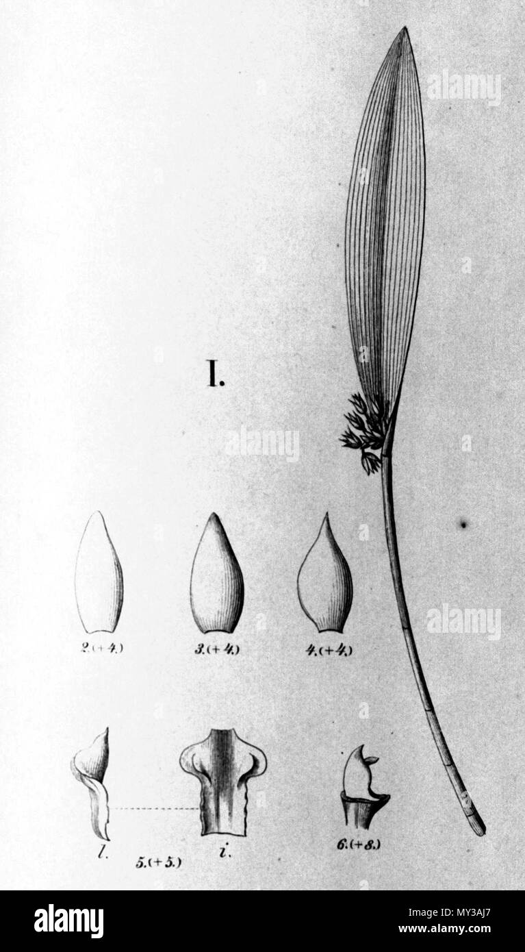 . Illustration de : Octomeria pinicola . 1898. Carl Friedrich Philipp von Martius (1794-1868), August Wilhelm Eichler (1839-1887), Ignaz Urban (1848-1931) 395 Octomeria pinicola - à partir du FL. Br. 3-4-126 Banque D'Images