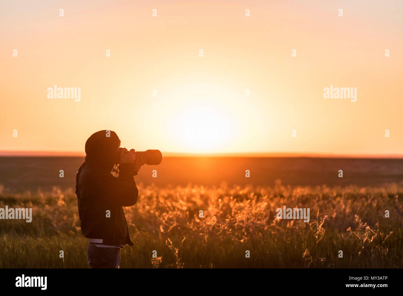 Les jeunes pousses de photographe dans le champ au coucher du soleil Banque D'Images