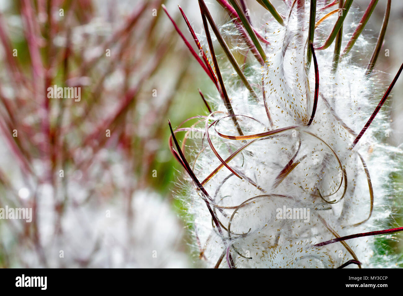 Rosebay Willowherb dans des graines (epilobium, chamaenerion, ou chamerion angustifolium), près d'une profusion de graines encore attachées à la plante. Banque D'Images