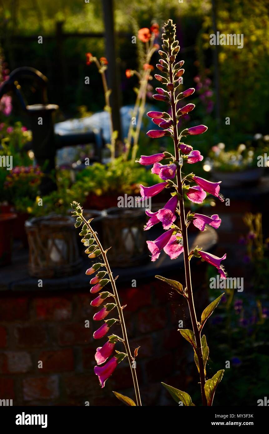 Digitales (Digitalis purpurea) dans Chalet jardin, juin, England, UK Banque D'Images