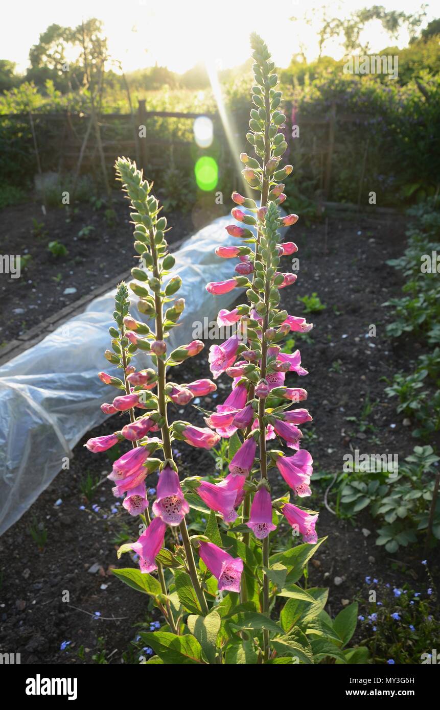 Digitales (Digitalis purpurea) dans Chalet jardin, juin, England, UK Banque D'Images