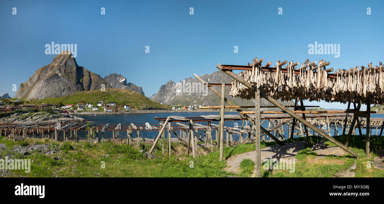 Le séchage du poisson à la manière traditionnelle en plein air sur le rayonnage, îles Lofoten, Norvège. Banque D'Images