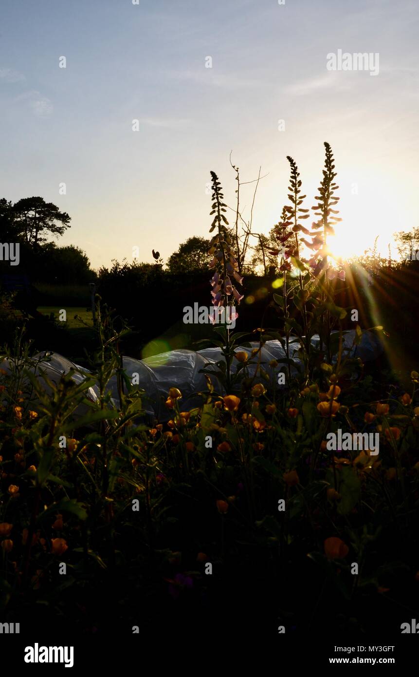 Digitales (Digitalis purpurea) et renoncules en chalet potager au coucher du soleil, juin, England, UK Banque D'Images