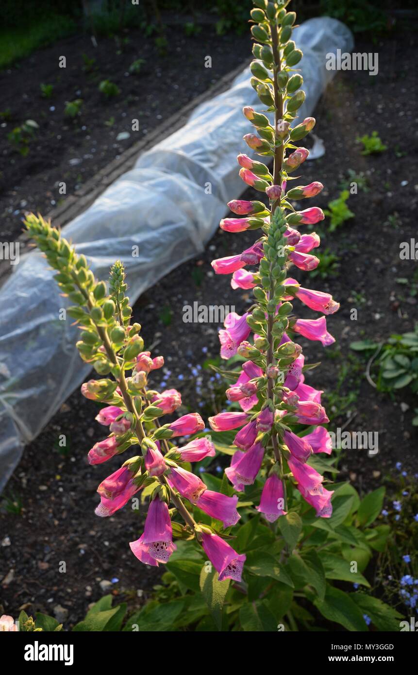 Digitales (Digitalis purpurea) dans Chalet jardin, juin, England, UK Banque D'Images