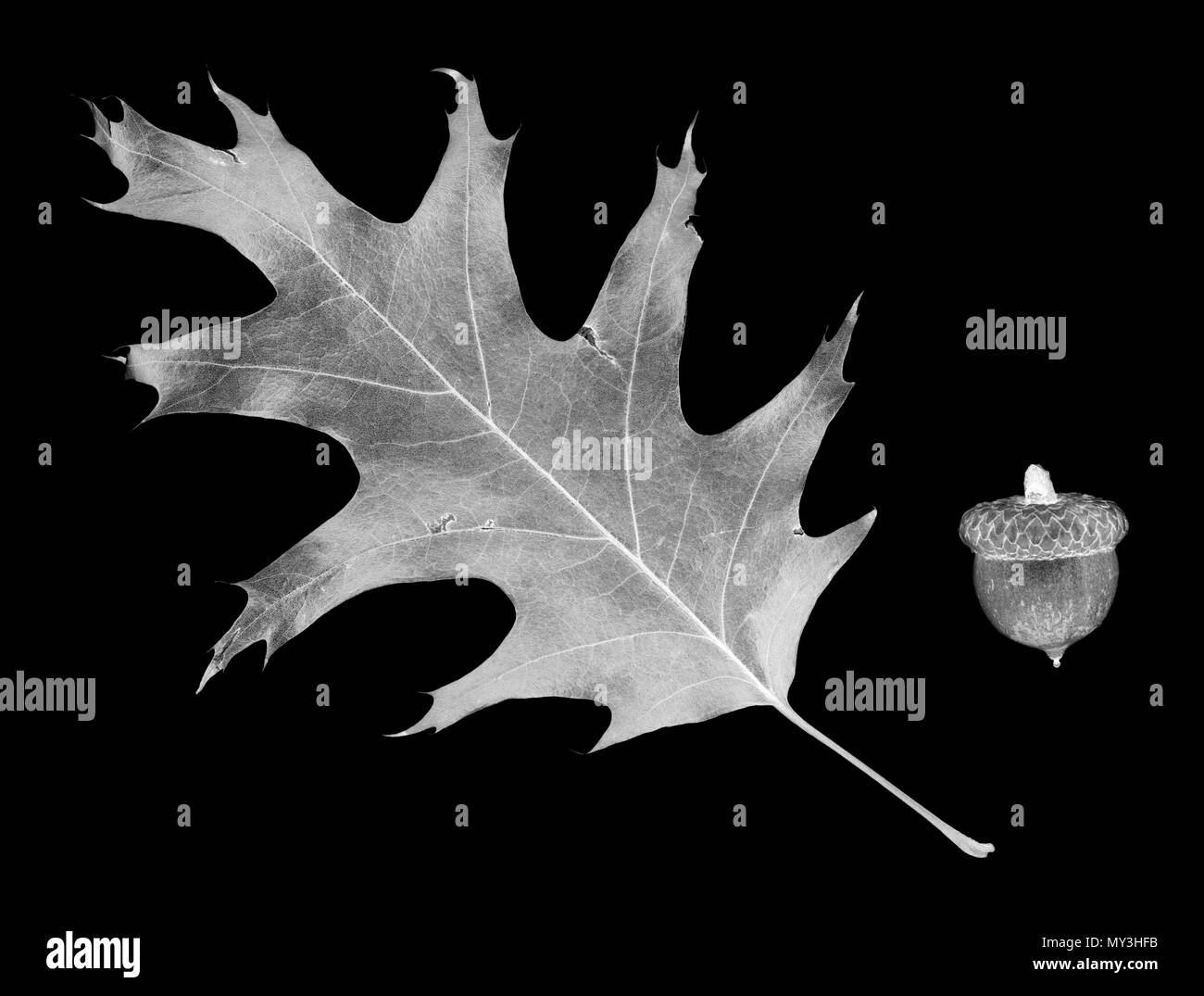 Feuilles tombées du chêne et gland. Isolé sur fond noir. Tableau négatif. Banque D'Images