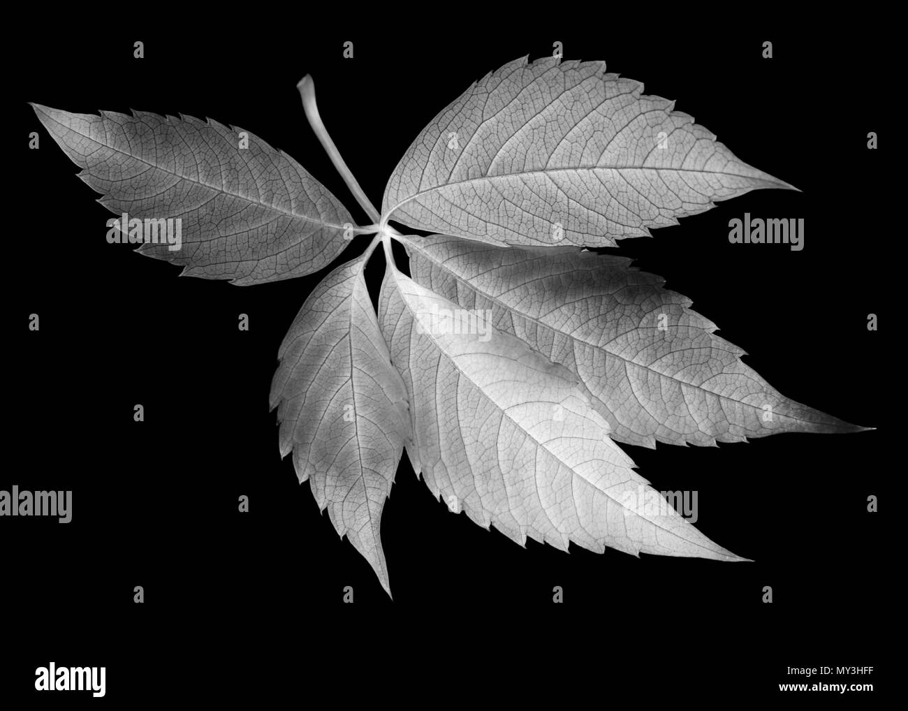 Les raisins tombés leaf (Parthenocissus quinquefolia feuillage). Isolé sur fond noir. Tableau négatif. Banque D'Images