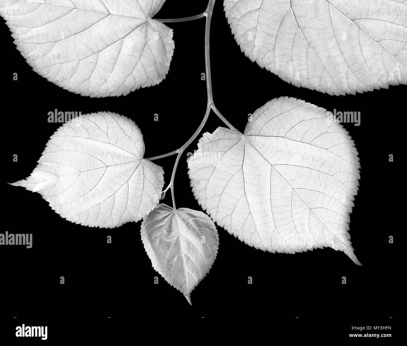Tilleul leafs isolé sur fond noir. Tableau négatif. Banque D'Images
