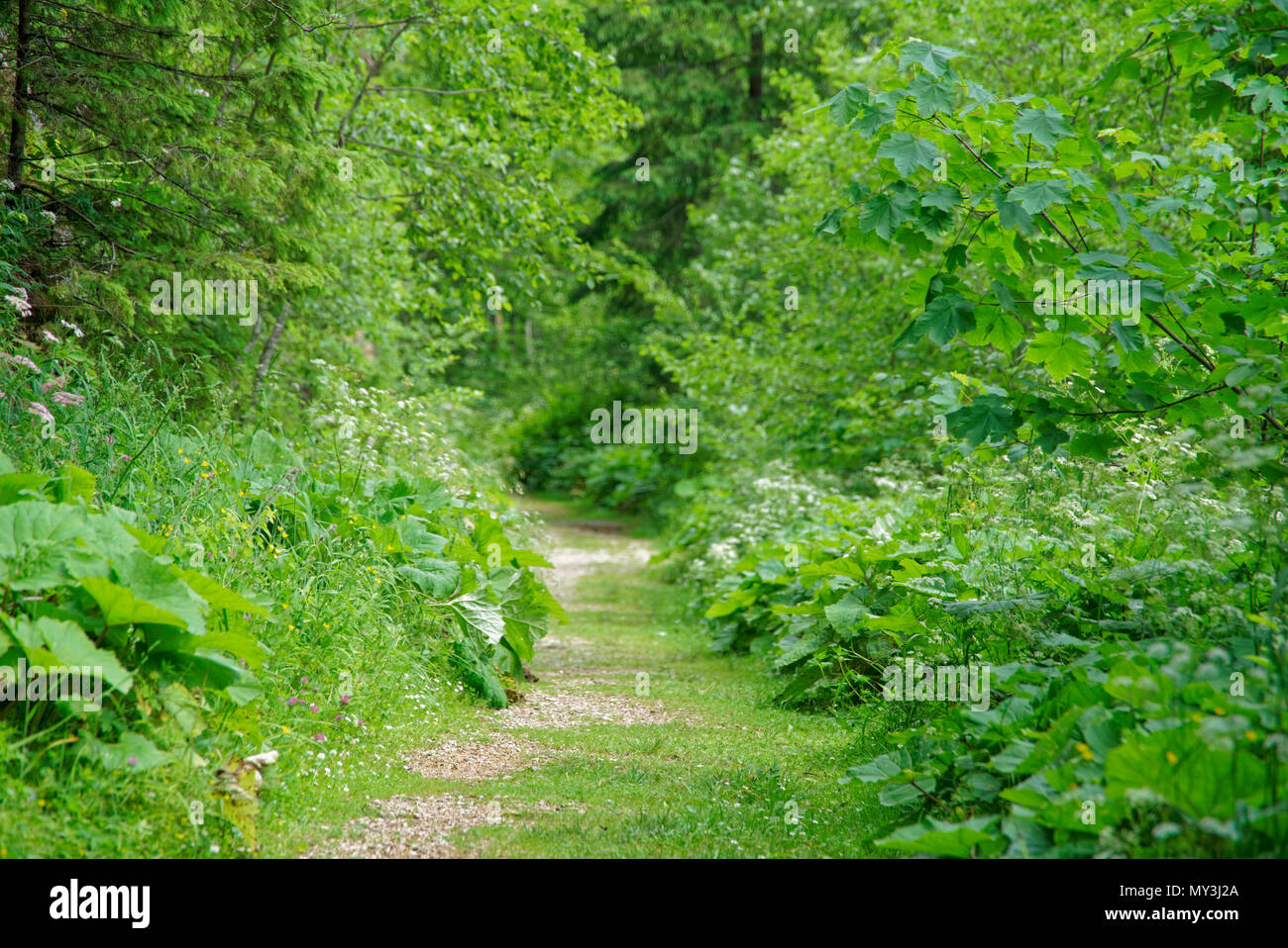 Road Trip Vrai La Merveilleuse Nature Et Paysage De Roumanie Photo Stock Alamy
