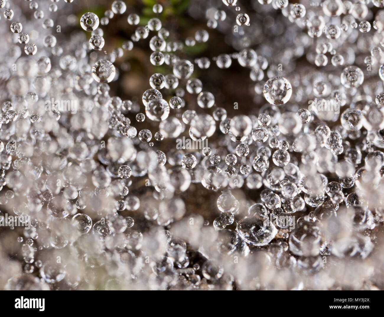 Gouttes de rosée, ou des gouttelettes d'eau, formant des sphères parfaites en suspension dans une toile d'araignée qui a été créé au niveau du sol. Dorset England UK GO Banque D'Images