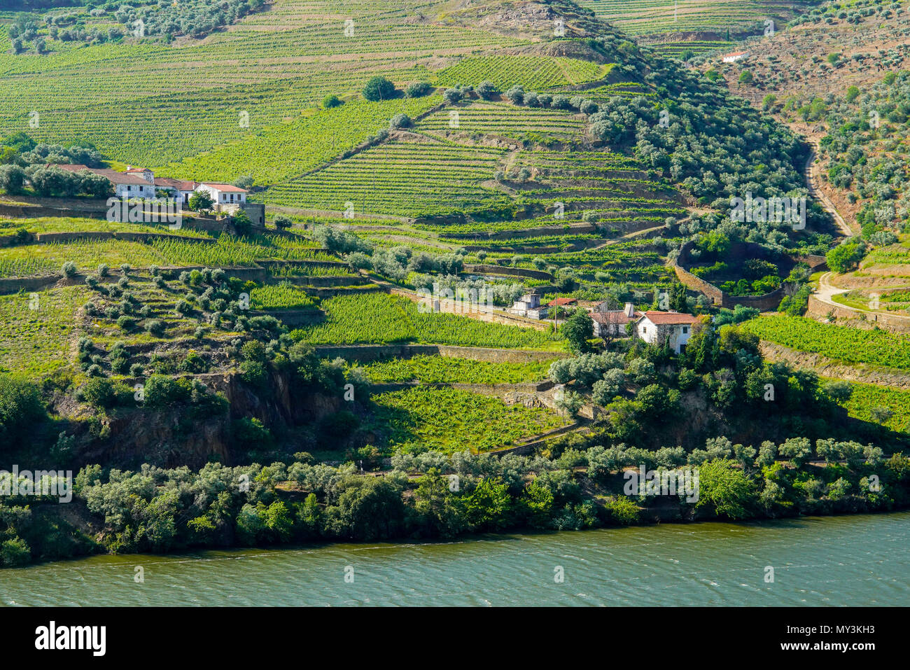 Vue à vol d'oiseau de vignobles dans la vallée du Douro, Portugal Ervedosa. Banque D'Images