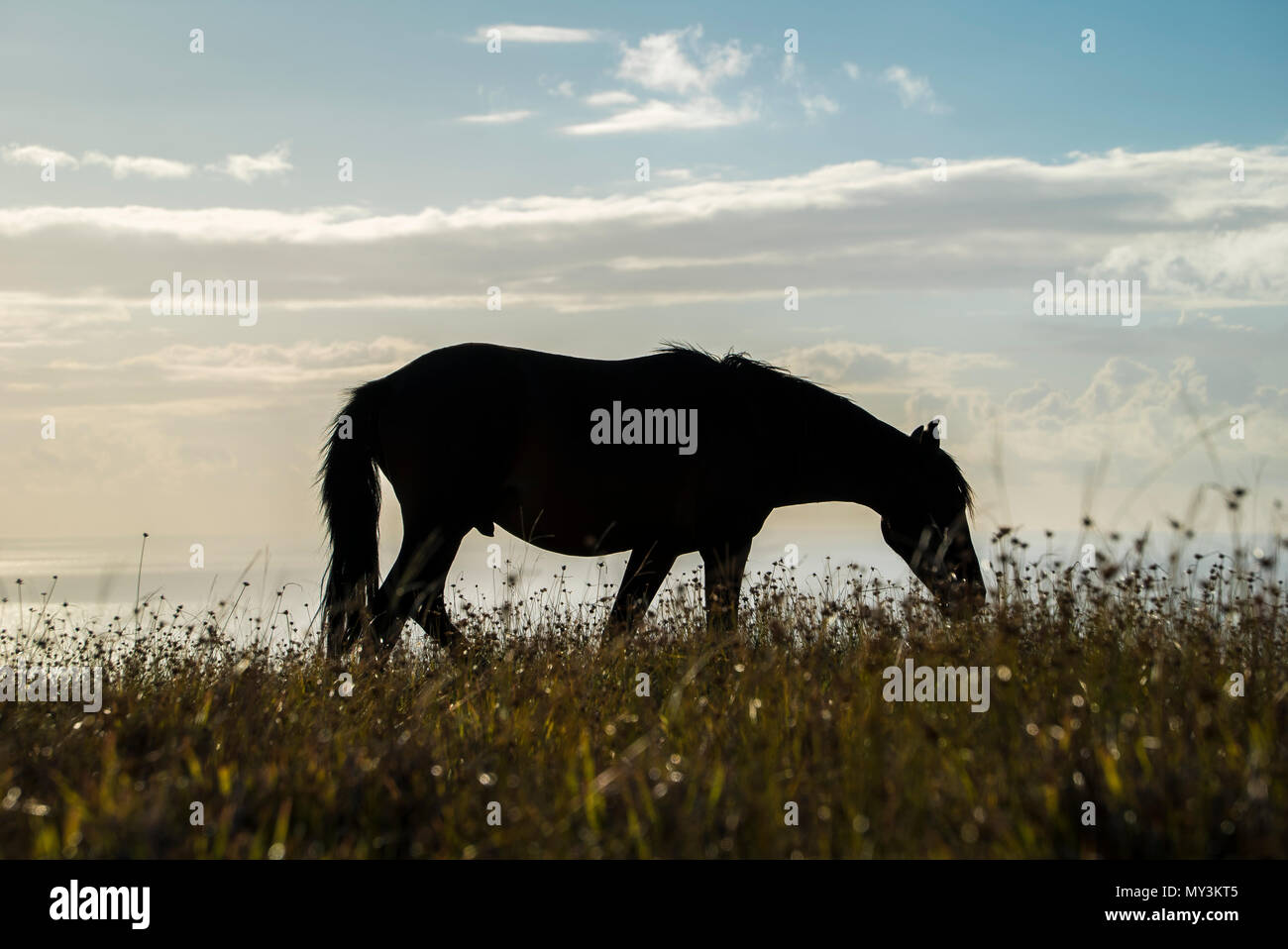 Les chevaux dans l'île de Pâques randonnée libre et manger Banque D'Images