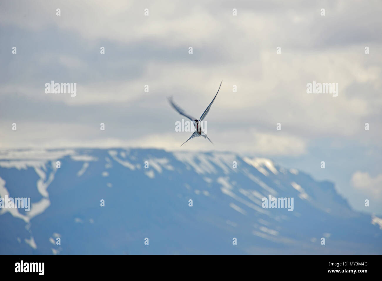 Oiseaux dans le Nord de l'Islande battant libre dans la nature Banque D'Images