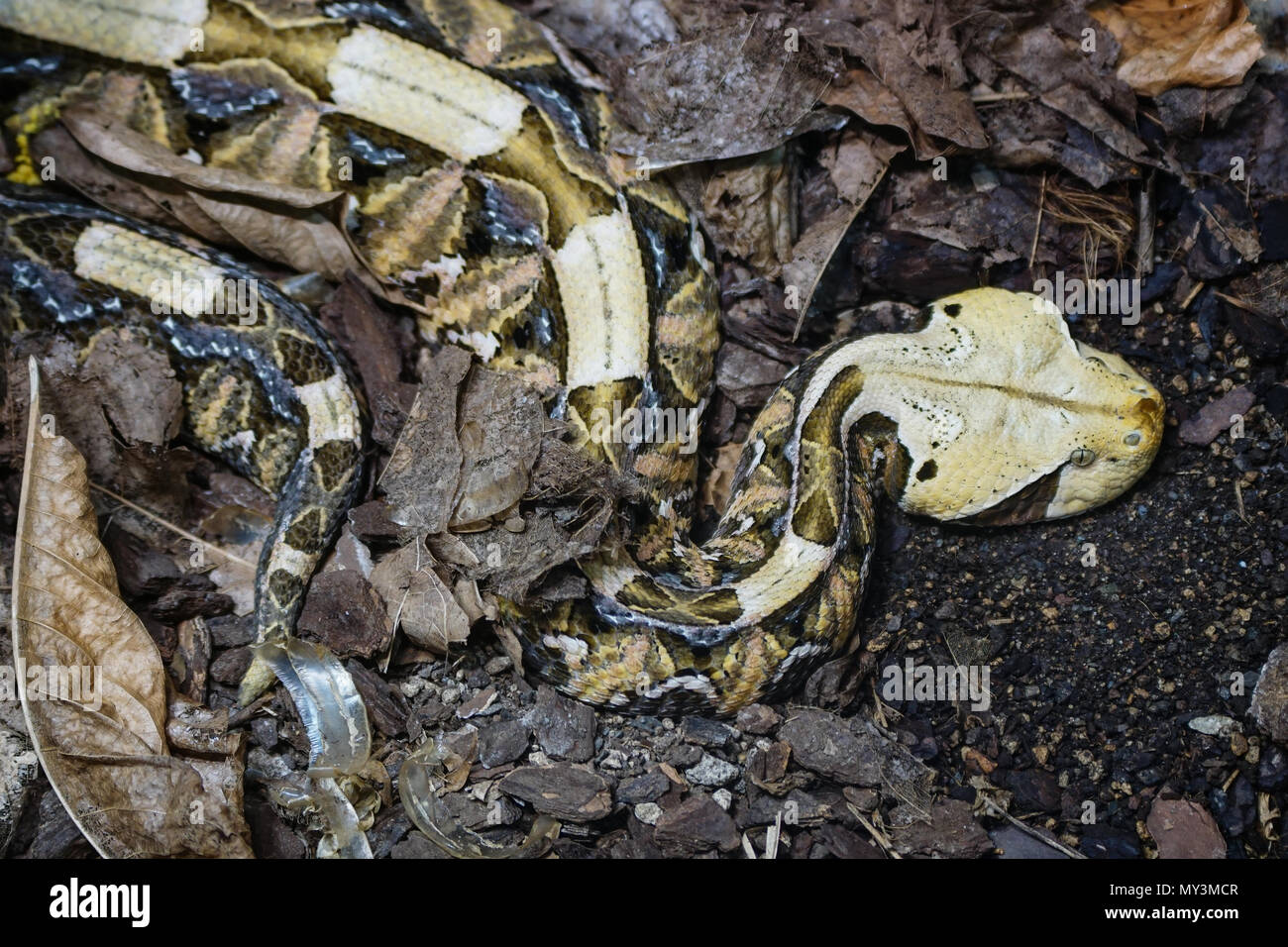 Gaboon viper Bitis gabonica (dangereux), serpent africain Banque D'Images