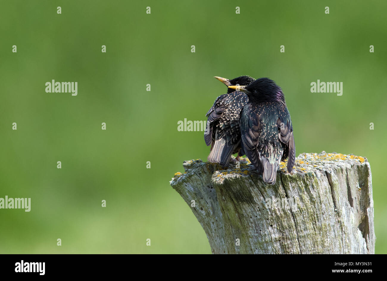 Une paire d'adultes commun Étourneau sansonnet (Sturnus vulgaris). Banque D'Images