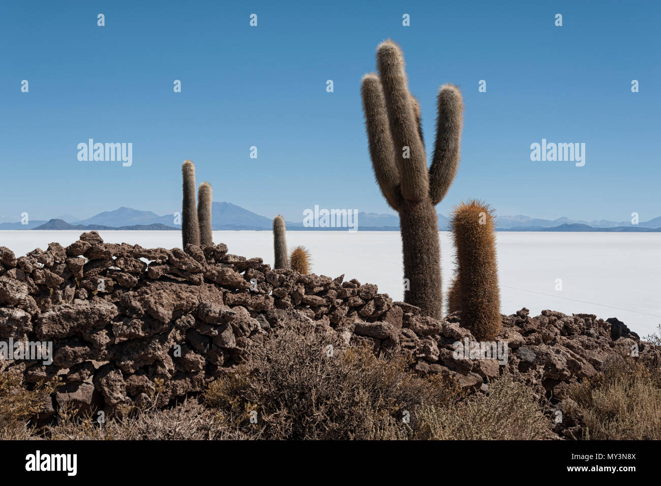 Cactus Trichoreceus sur Isla Incahuasi (Isla del Pescado-Fish Island) au milieu de la plus grande plaine de sel Salar de Uyuni, Bolivie Banque D'Images