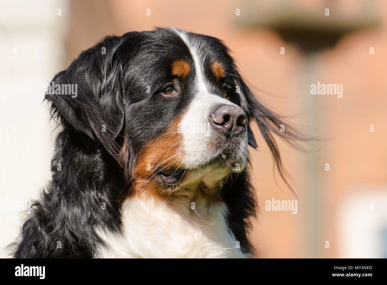Head shot of Bernese mountain dog Banque D'Images