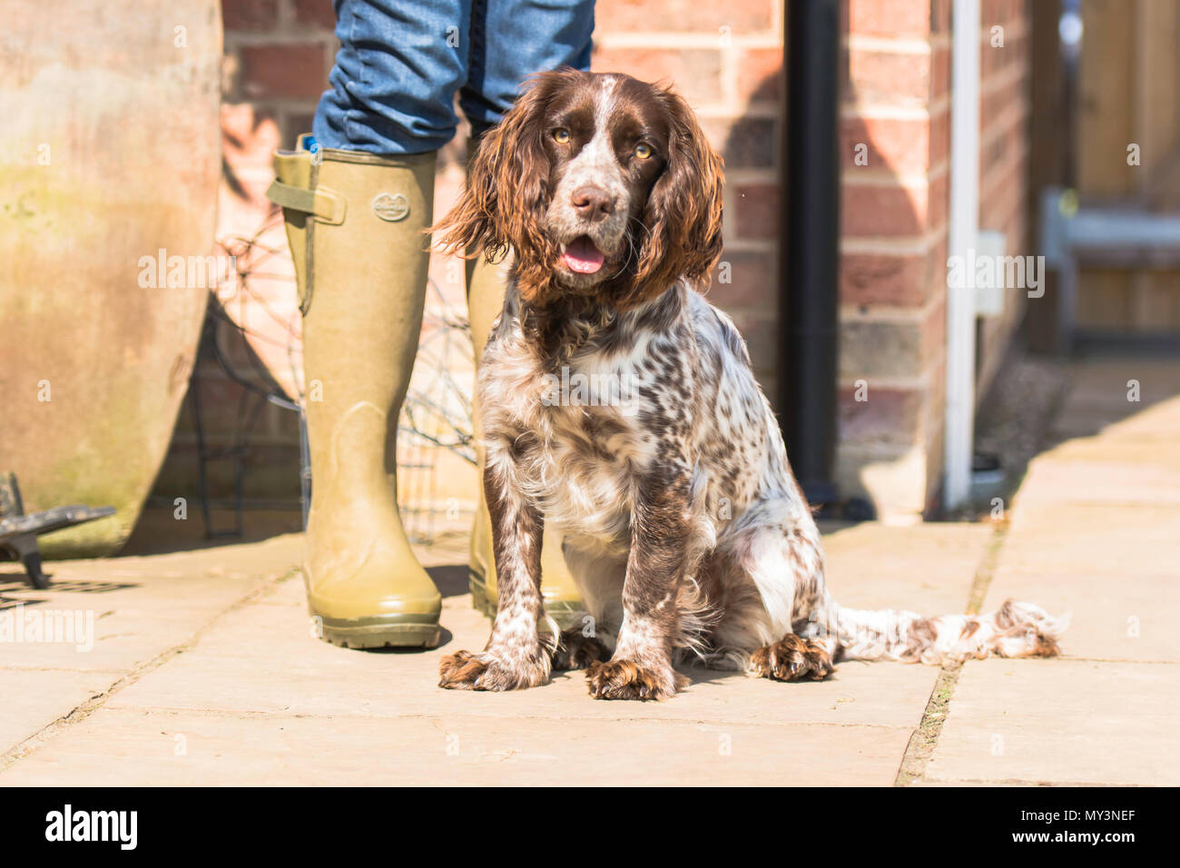 Cocker travail prêt à aller Banque D'Images