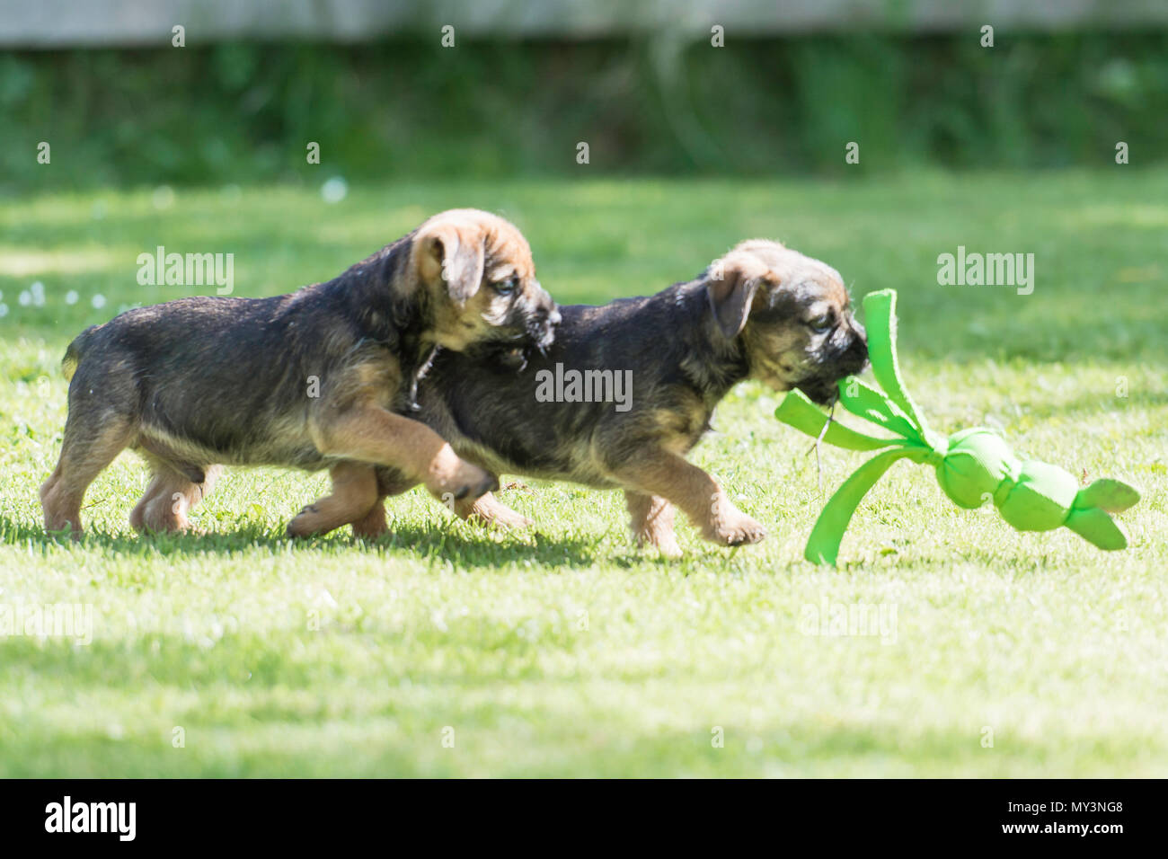 Border terrier Chiots jouant avec un jouet Banque D'Images