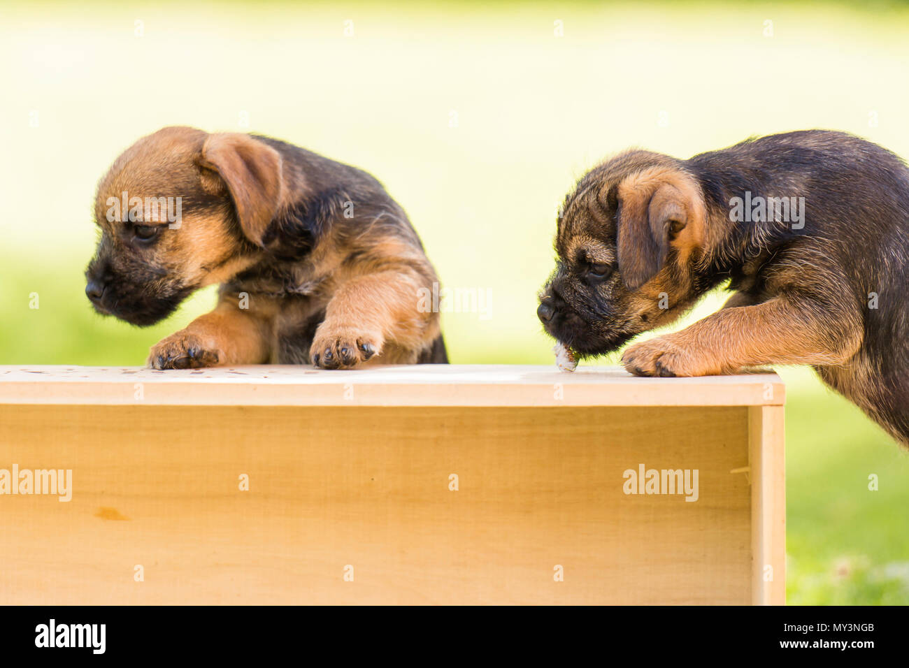 Paire de border terrier chiots Banque D'Images