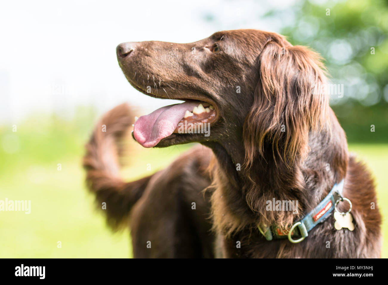 Side head shot of a flat coat retriever chocolat Banque D'Images