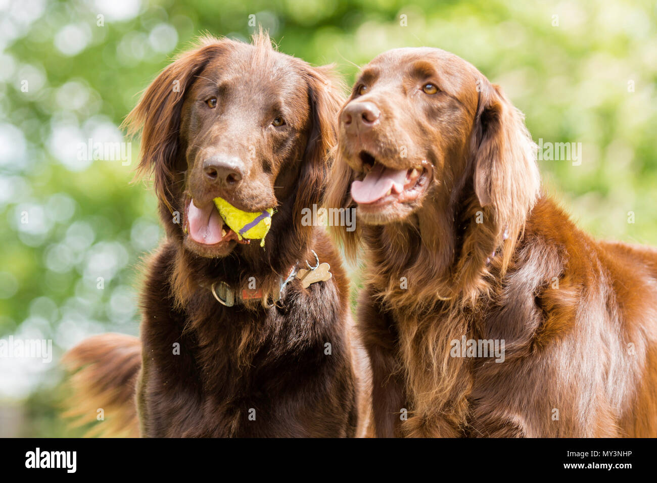 Une paire de chocolat flat coat retriever dog Banque D'Images