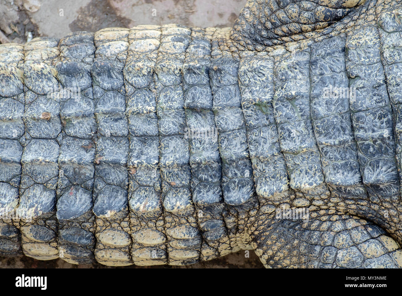 Abstract background texture de peau de crocodile. Banque D'Images