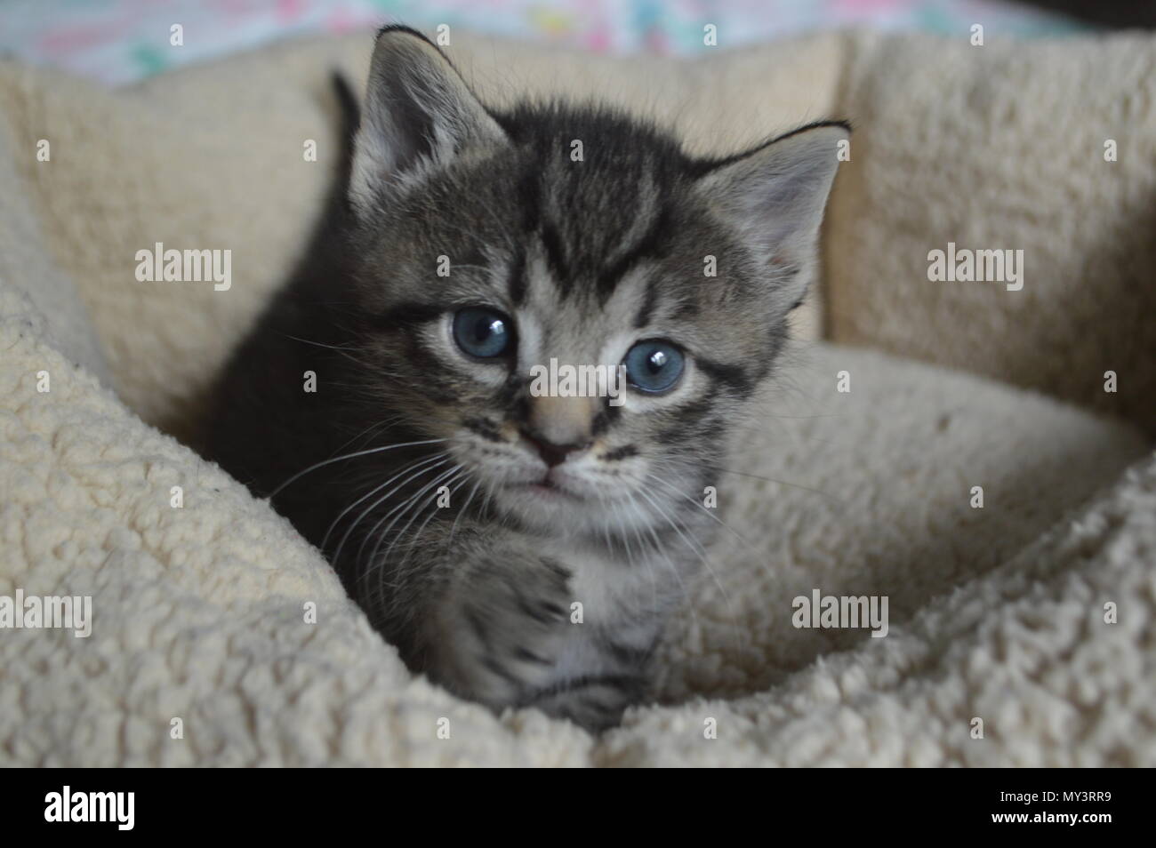 6 semaine tabby kitten atteindre paw out Banque D'Images