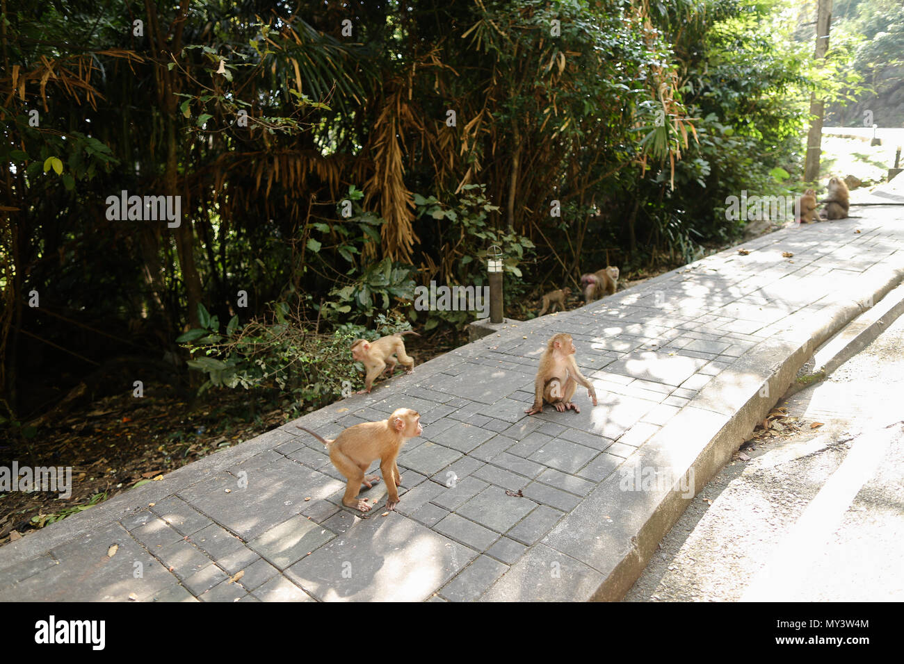De nombreux singes mignon assis dans un parc à la Thaïlande. Banque D'Images